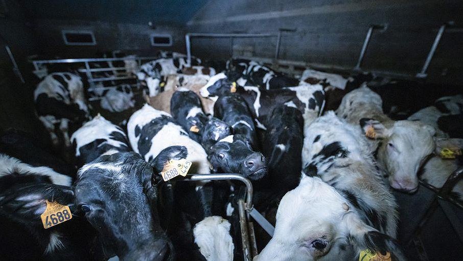 Illustration - Amende pour maltraitance des animaux