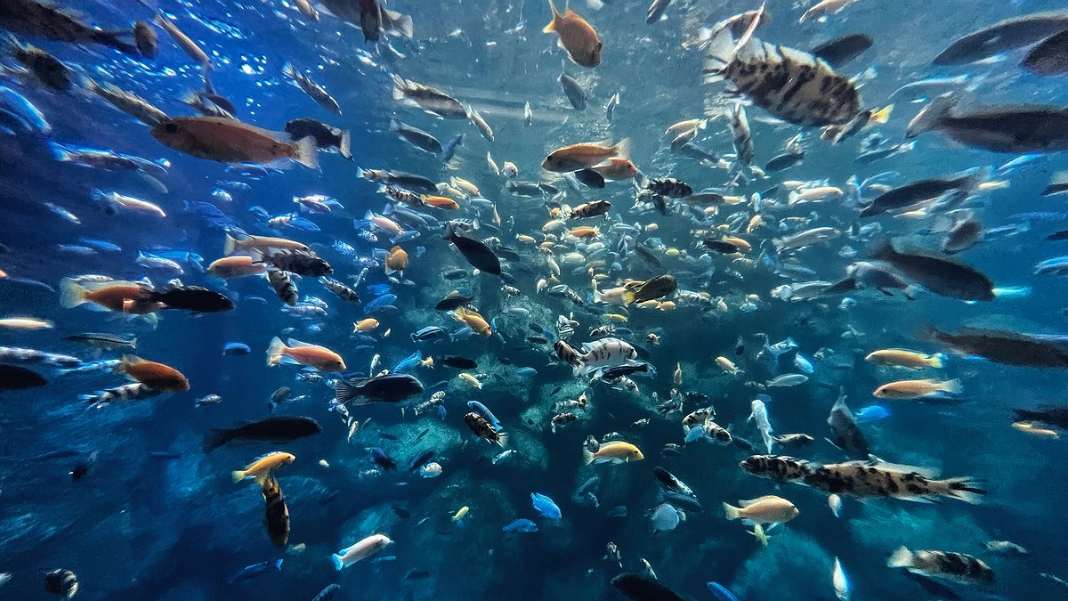 Illustration - Conférence des océans : où sont les criminels ?