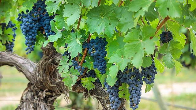 Illustration - gros patrons assistés