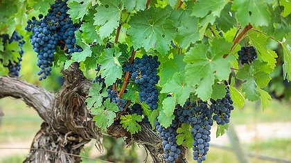 Illustration gros patrons assistés