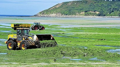Illustration Nouveau procès des algues vertes