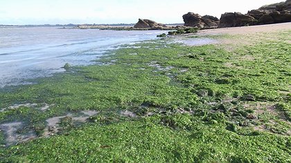 Illustration Algues vertes, le Golfe du Morbihan est dans le rouge
