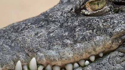 Illustration les plus dangereux ne sont pas les crocodiles